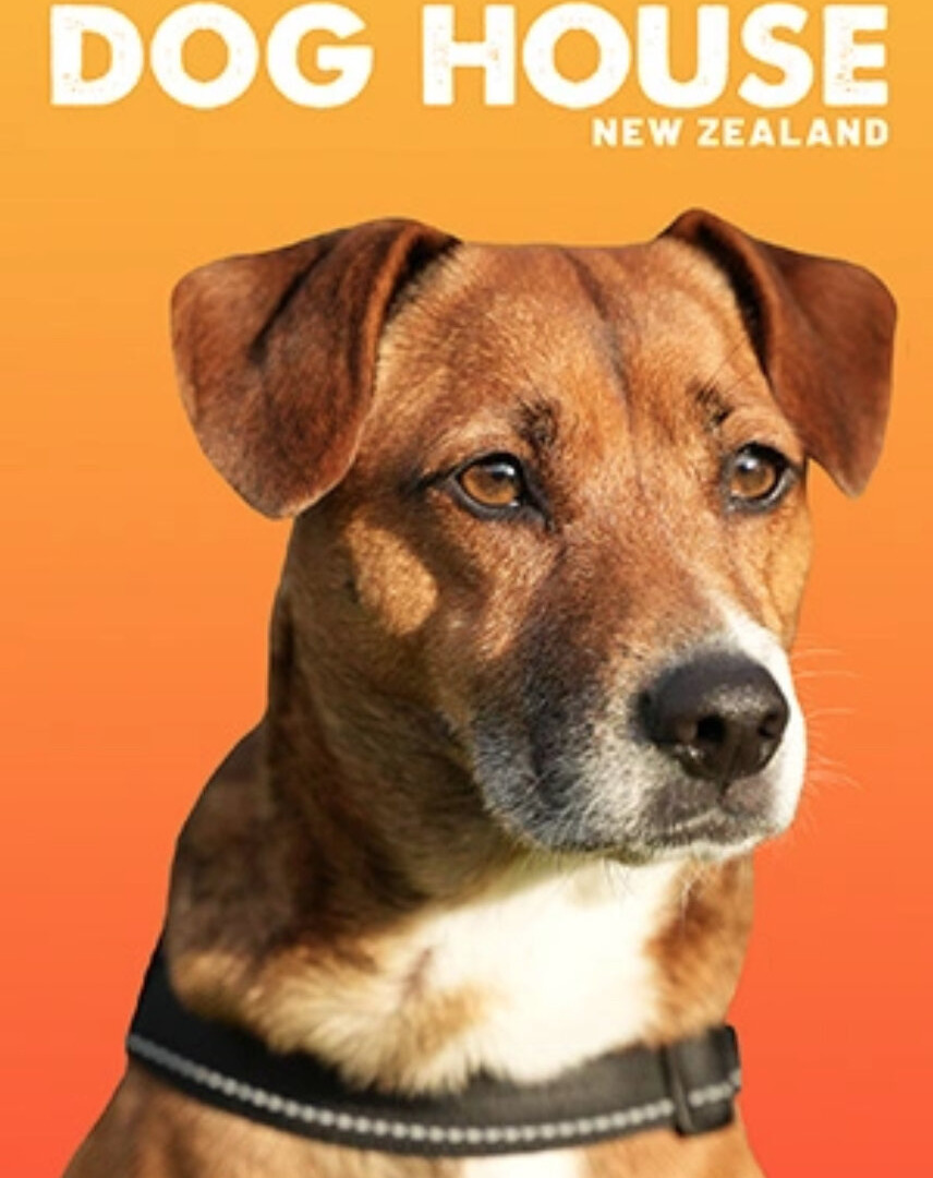 Discover Huge Bonuses with The Dog House real money New Zealand in 2026